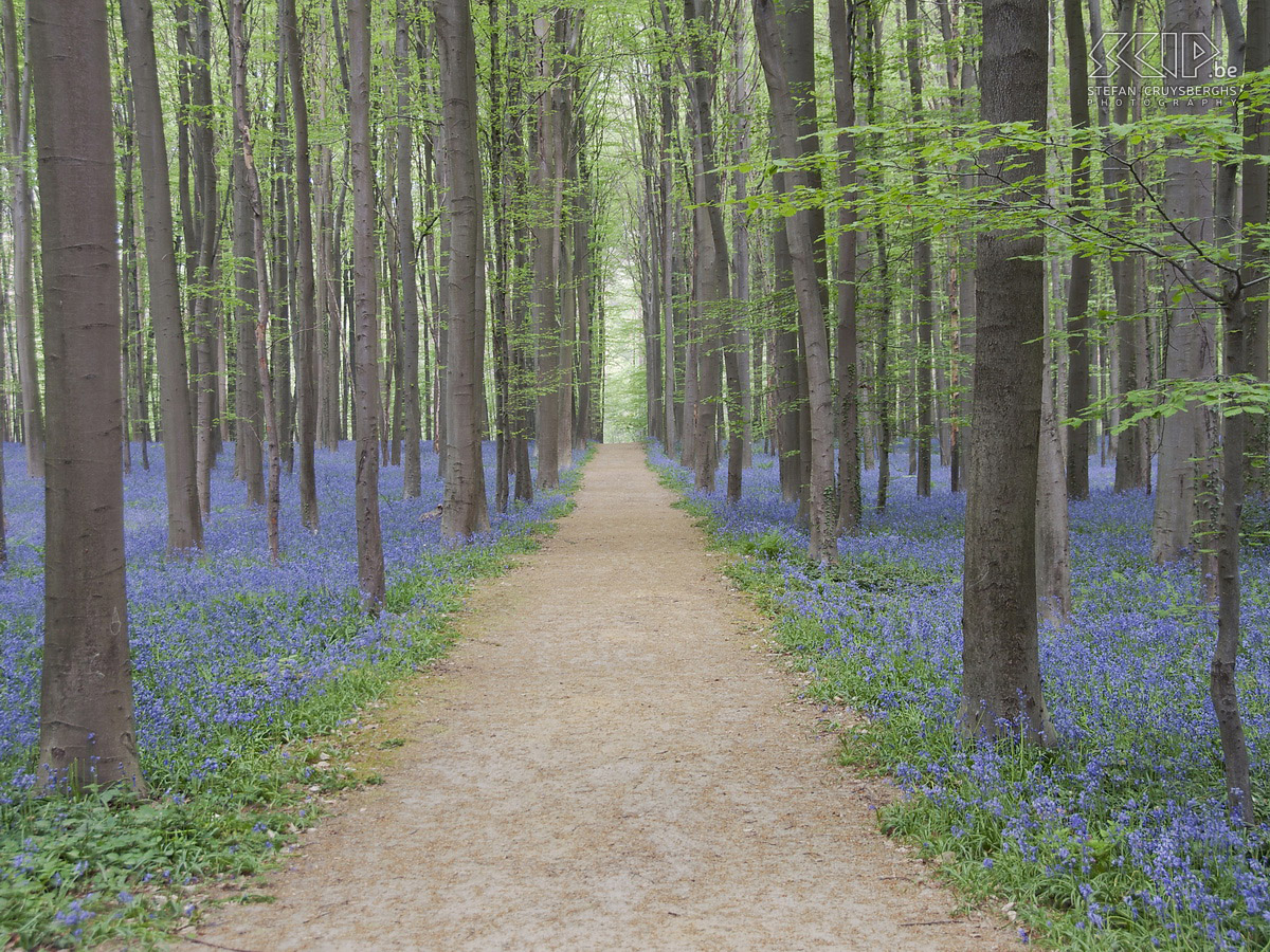 Hallerbos  Photos of the Hallerbos (Dutch for Halle forest) with its bluebell (Hyacinthoides non-scripta) carpet which covers the forest floor for a few weeks during spring.  Stefan Cruysberghs